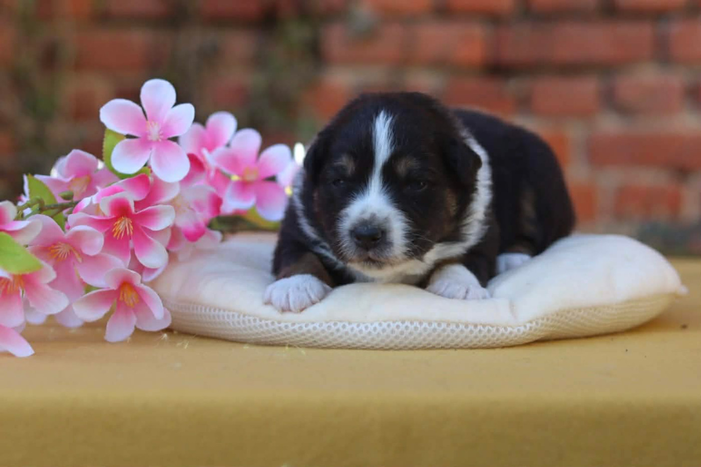 Aristo'love - Chiots disponibles - Berger Australien