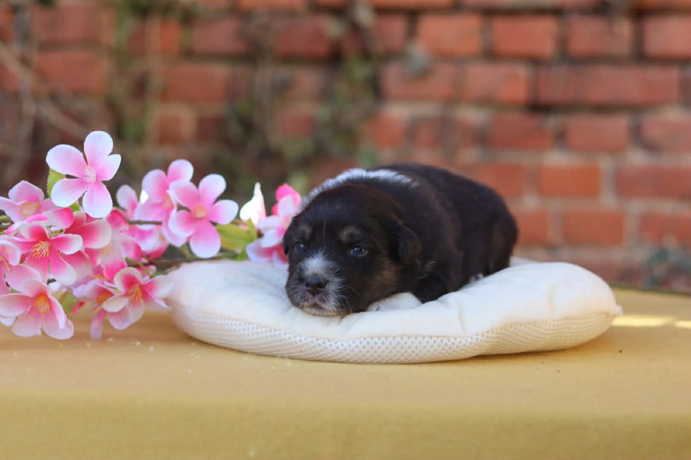 Aristo'love - Chiots disponibles - Berger Australien