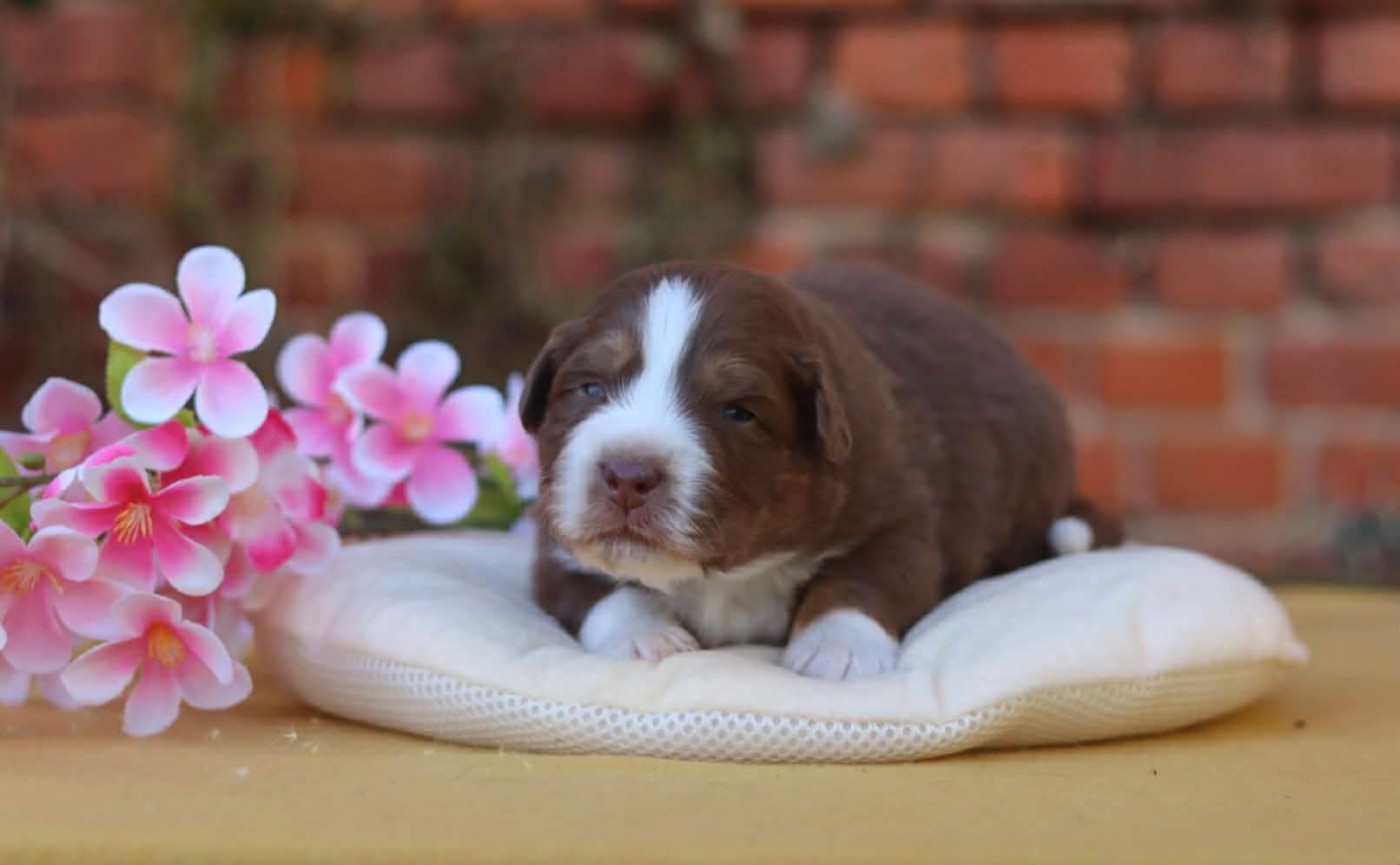 Aristo'love - Chiots disponibles - Berger Australien