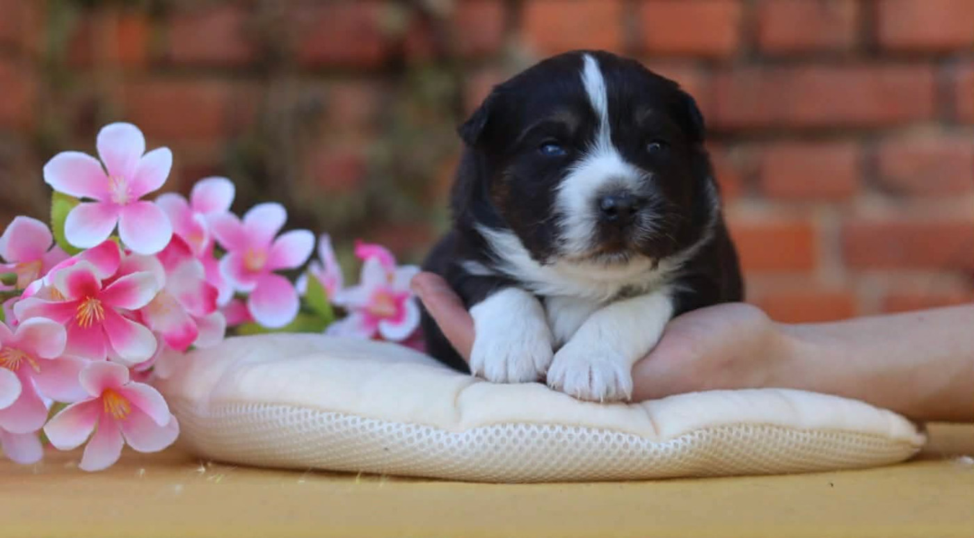 Aristo'love - Chiots disponibles - Berger Australien