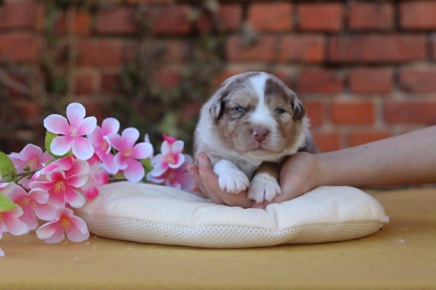 Aristo'love - Chiots disponibles - Berger Australien